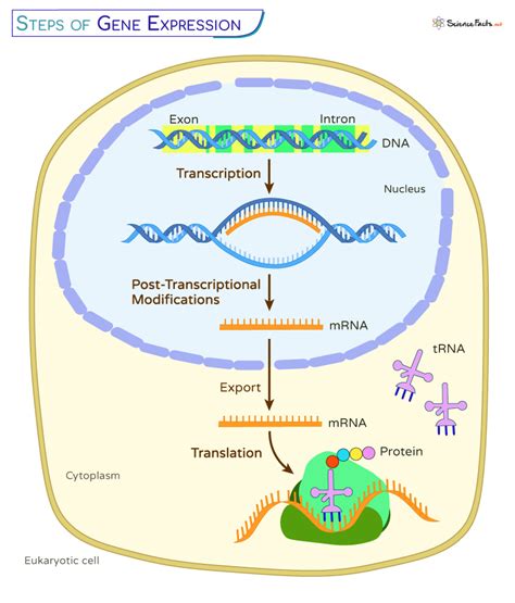 Image result for Stages of Gene Expression