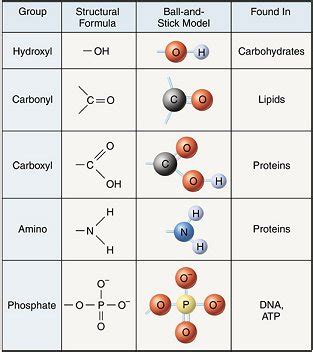 Image result for Functional Groups Biology