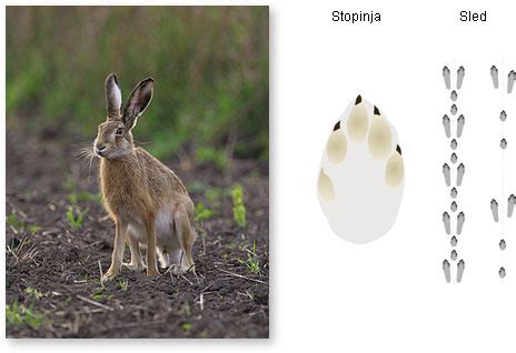 Zajec Zival に対する画像結果