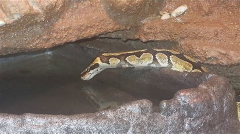 Image result for Cute Ball Python in Water