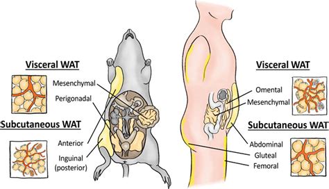 Afbeeldingsresultaten voor Wat Adipose Tissue