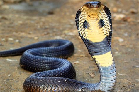 Image result for King Cobra