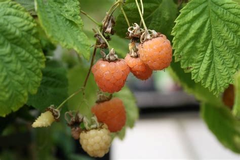 Image result for Gele Frambozen