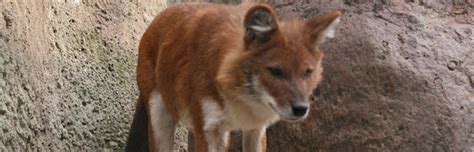 Image result for Eastern Wolves