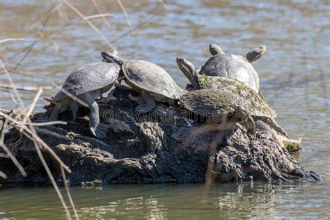 Image result for Murray River Tortoise