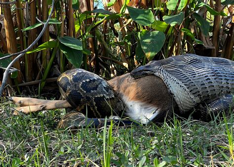 Python Slangen에 대한 이미지 결과