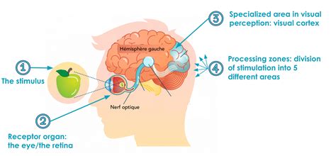 Toradh íomhá ar Language and Visual Perseption Diagram