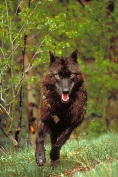 Afbeeldingsresultaten voor Brown Wolves