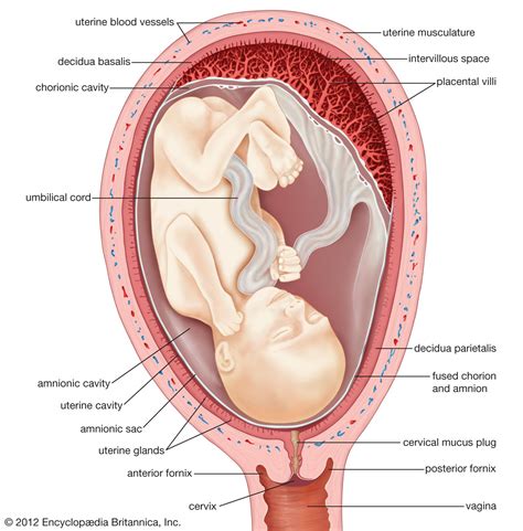 Image result for Female Reproductive System Fetus