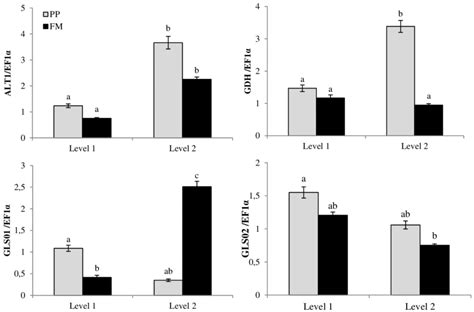 Toradh íomhá ar Expression Coding
