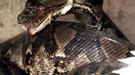 Image result for Cakar Pada Ular Phyton