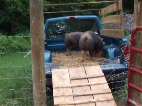 Toradh íomhá ar Loading Out Pigs