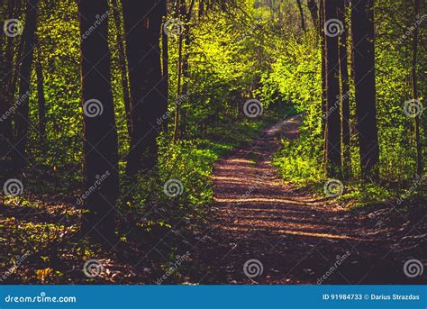 Image result for Forest Scene with Path
