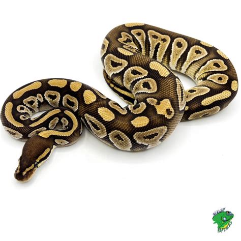 Image result for Juvi Ball Python