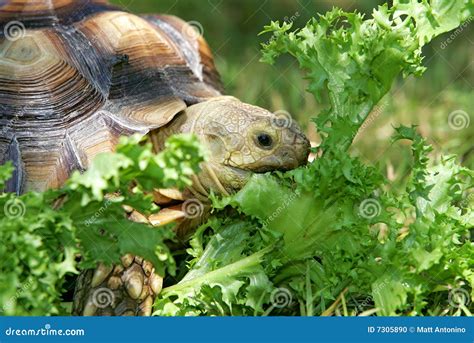 Turtle Eating Meat に対する画像結果
