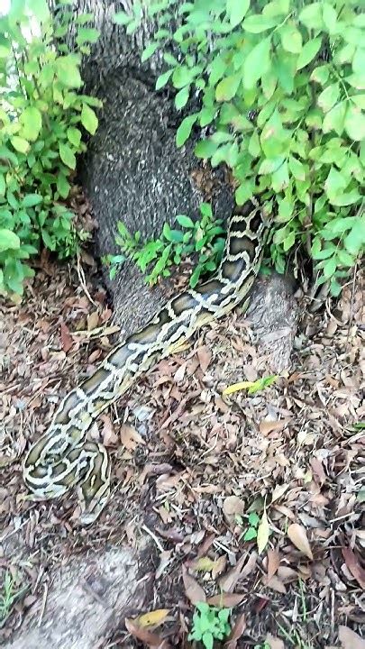 Toradh íomhá ar Handling Burmese Python