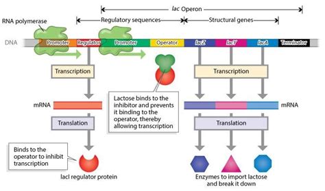 Toradh íomhá ar Lac Operon Concept