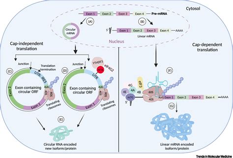 Image result for Translatie RNA