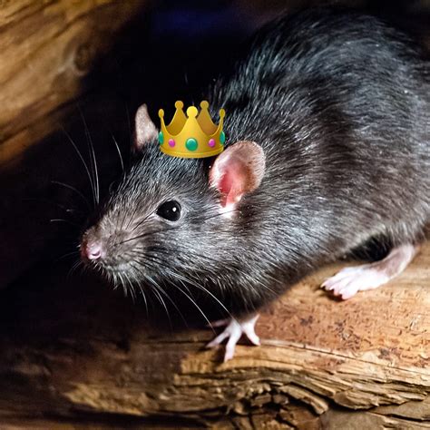 Image result for Inscryption Rat King