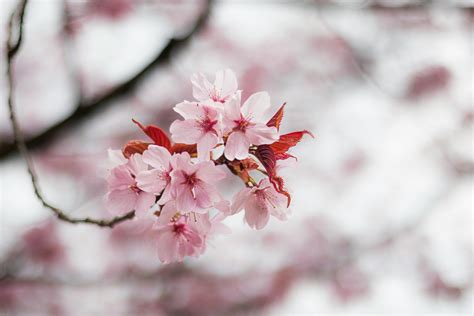 Bildergebnis für Ealy Spring Photo Nature