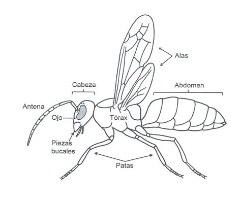 Image result for Estructura De Los Insectos