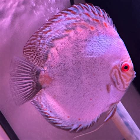 Image result for Purple Dragon Discus Fish