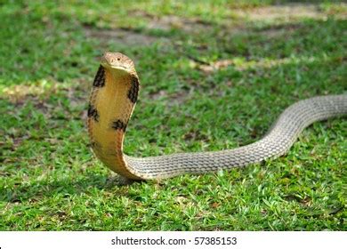 1,031 King cobra fangs Images, Stock Photos & Vectors | Shutterstock