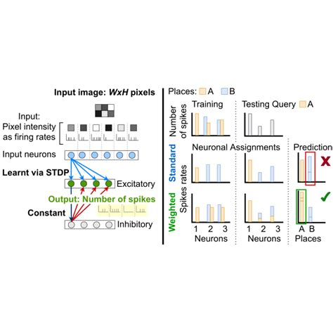 Image result for Spiking Neural Network SNN
