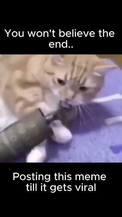 Image result for Nuke Explosion Cat Face Meme