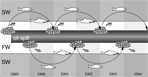 Image result for Pink Salmon Life Cycle