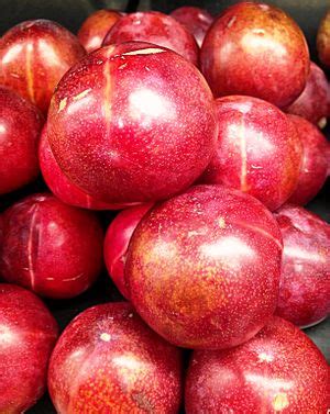 Image result for Red Plumcot