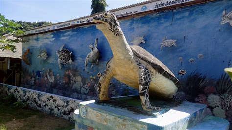 Image result for Bali Sea Life