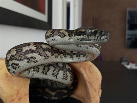 Image result for Eastern Carpet Python