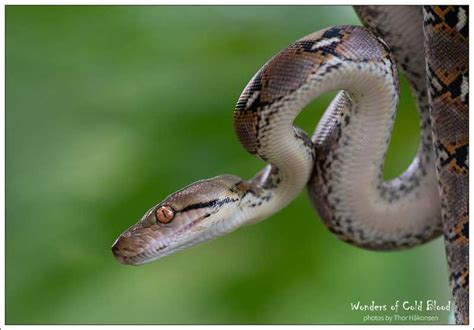 Image result for Sawa O Python