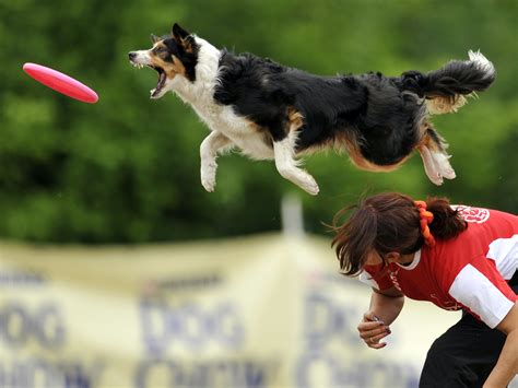 Image result for Dog Catching Frisbee Tricks