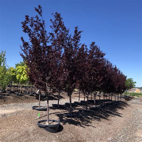 Afbeeldingsresultaten voor Plum Tree Root System