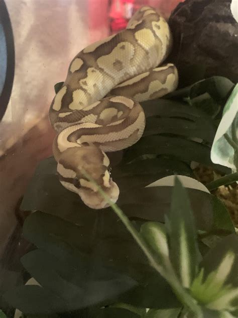 Afbeeldingsresultaten voor Python by Mam