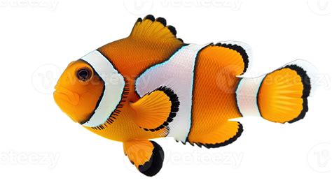 Image result for Transparent Snapping Fingers