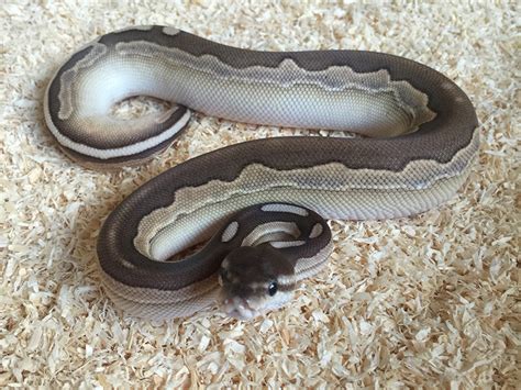 Image result for Calico Cinnamon Lesser Ball Python