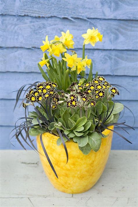 19 Spring Bulb Container Garden Ideas To Try This Year | SharonSable