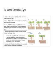 Image result for Muscle Contraction Cycle