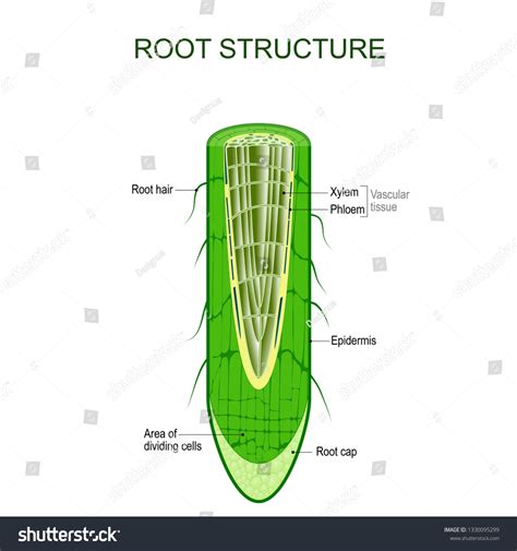 تصویر کا نتیجہ برائے Root Math Diagram