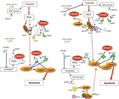 Afbeeldingsresultaten voor Phases of Gene Expression