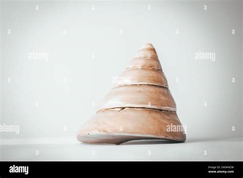 Image result for Cone-Shaped Shell of British Columbia