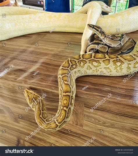 Image result for Sawa O Python