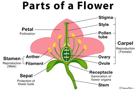 Image result for Flower and Parts