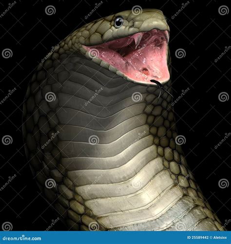 Image result for King Cobra Fangs