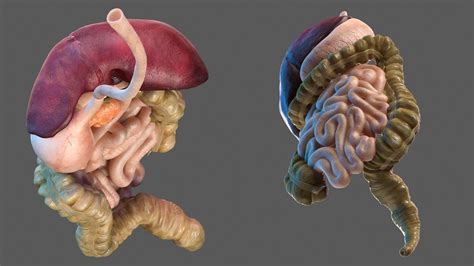 Parts of Digestive System 3D Model に対する画像結果