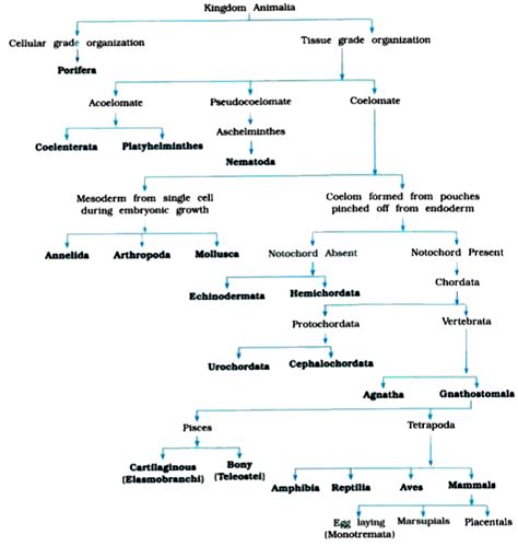 Toradh íomhá ar Classification Flowchart