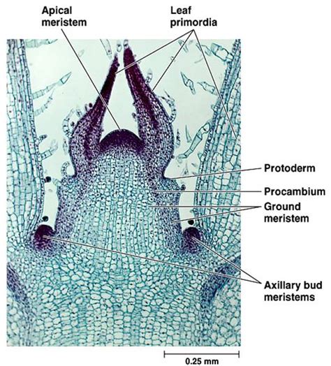 Toradh íomhá ar Tissue Cell Diagram